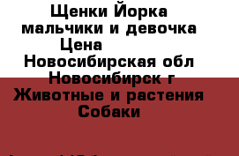 Щенки Йорка - мальчики и девочка › Цена ­ 10 000 - Новосибирская обл., Новосибирск г. Животные и растения » Собаки   